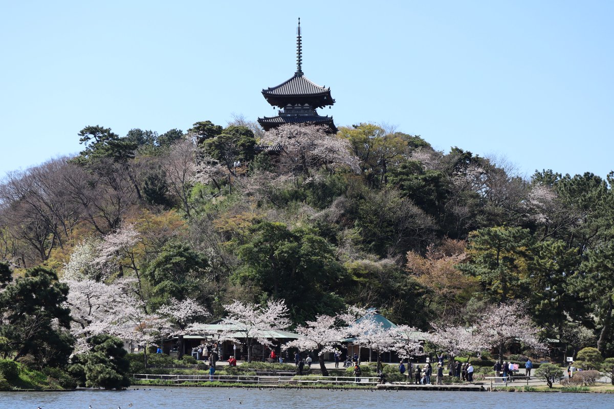 横浜三渓園・桜と三重塔