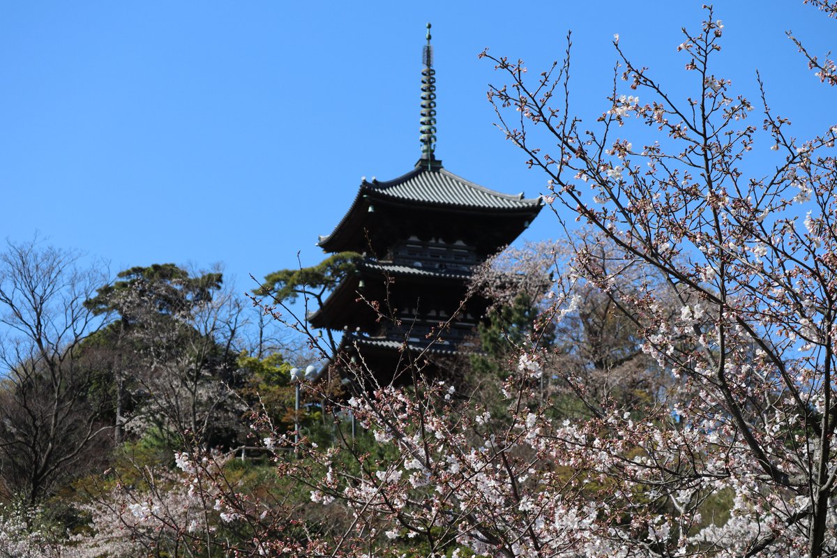 横浜三渓園・桜と三重塔2