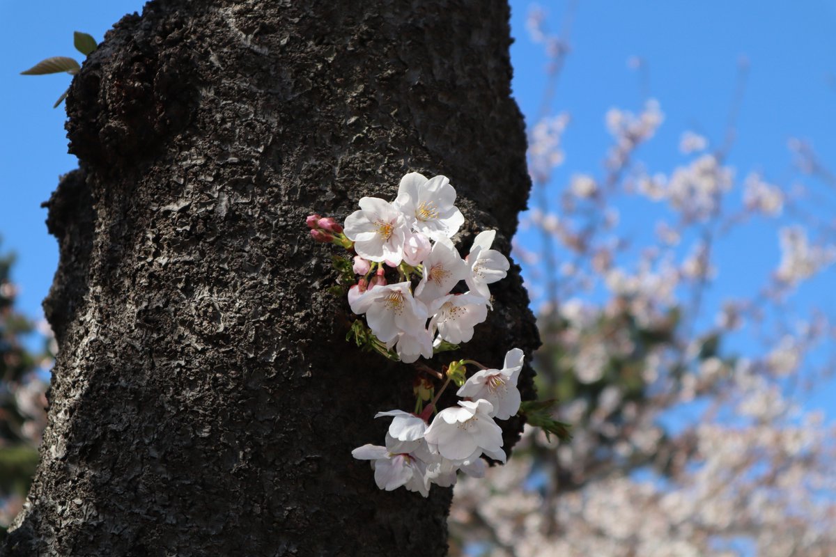 横浜三渓園・幹に咲く桜