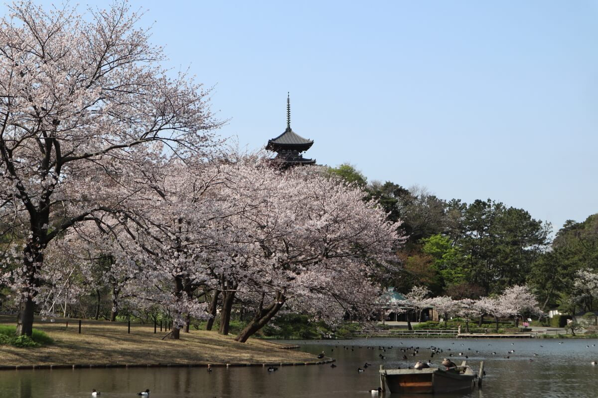 横浜三渓園・桜と大池と三重塔