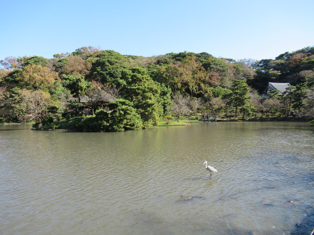 横浜三渓園・鳥と大池