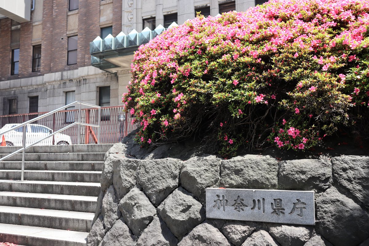 日本大通り・キングの塔(神奈川県庁舎)と皐月-1