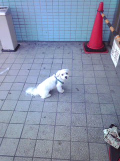 横浜で撮影した犬