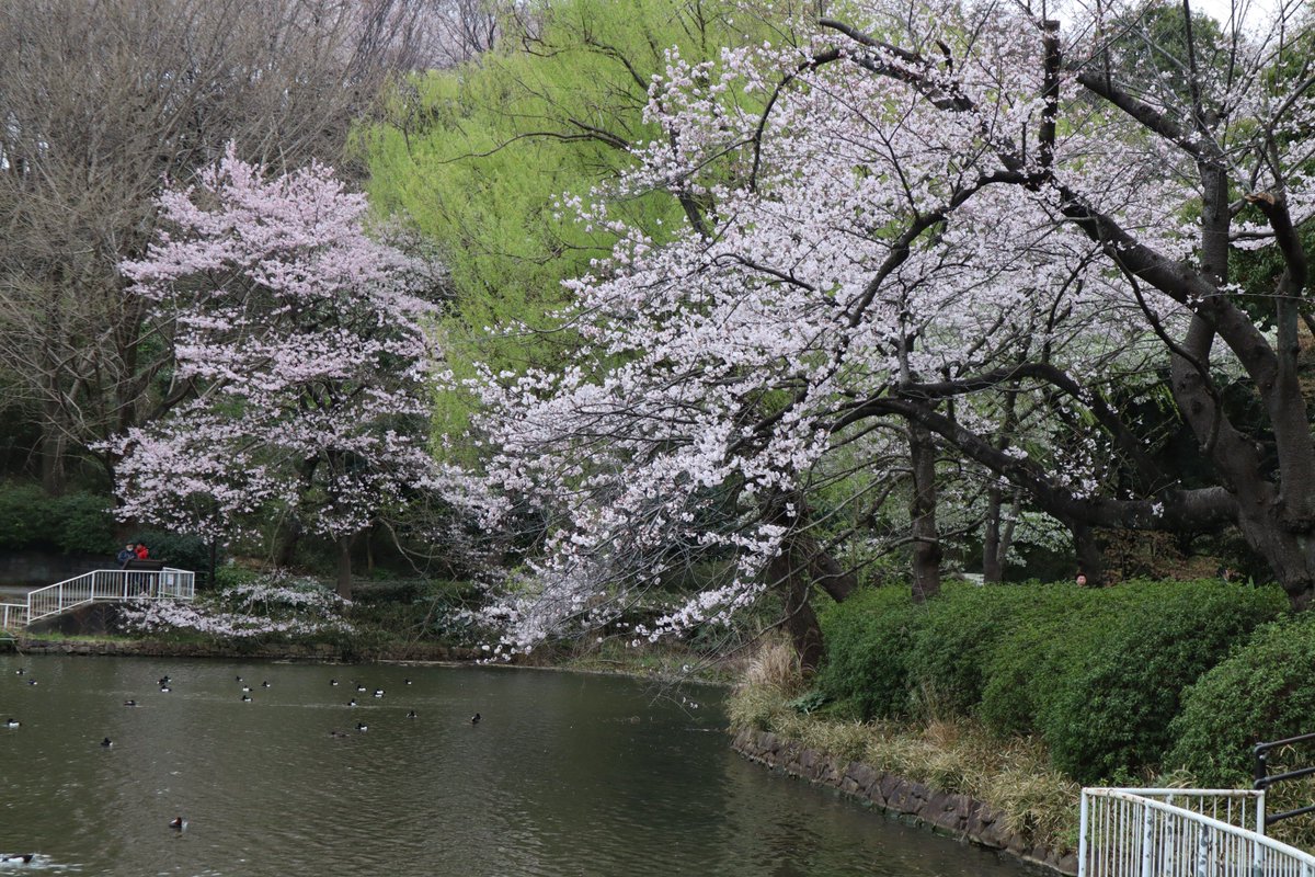 三ツ池公園・上の池・桜