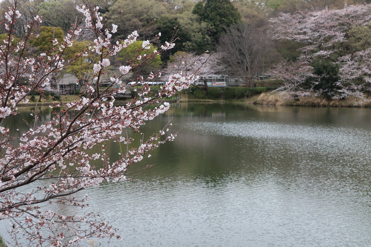 三ツ池公園・下の池・桜